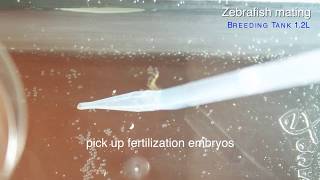 HOWTO Zebrafish easily mating and collecting embryos by GENDANIO [upl. by Kriss]