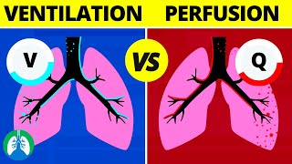 Meet the lungs  Respiratory system physiology  NCLEXRN  Khan Academy [upl. by Daryle]