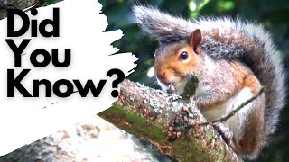 Facts you need to know about GREY SQUIRRELS [upl. by Freddy]