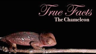 True Facts About The Chameleon [upl. by Aun]