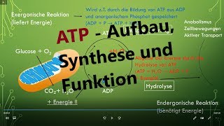 ATP Adenosintriphosphat  Aufbau Synthese und Funktion Biologie Oberstufe [upl. by Dannon]