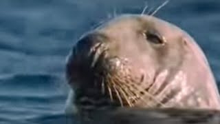 How Marine Mammals Survive Underwater Life  BBC Studios [upl. by Aklog117]