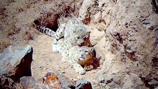 Rare footage Bet youve never seen snow leopards mating before [upl. by Kasevich]