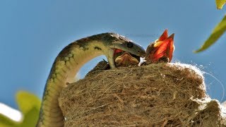 AMAZING WILDLIFE ENCOUNTER Tiger Snake eats Willie Wagtails [upl. by Hortensia887]