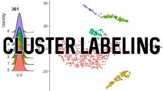 tSNE Cluster Labeling  scRNASeq Analysis in Seurat [upl. by Enaed]