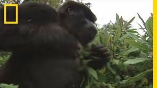 How to Survive a Gorilla Charge  National Geographic [upl. by Wynne239]