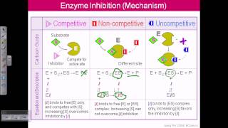 Enzyme inhibition [upl. by Studley159]