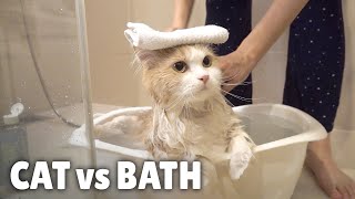 Cat vs Bath  Kittisaurus [upl. by Ecahc558]