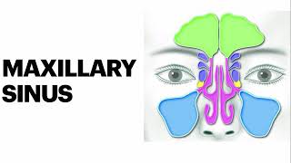 Maxillary sinus anatomy amp Histology [upl. by Handel]