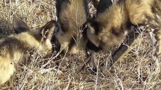 Wild dog puppies playing with Duiker skin [upl. by Ecirtaeb]