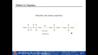 Lec221 Péptidos Enlace y nomenclatura umh1025 201516 [upl. by Oranneg300]