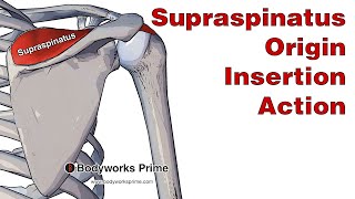 Supraspinatus Anatomy Origin Insertion amp Action [upl. by Atneuqal320]