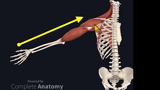 Osteopathy Treatment Techniques Treating the Shoulder [upl. by Wyn]