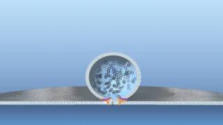 Fusion of vesicle with membrane [upl. by Enecnarf]