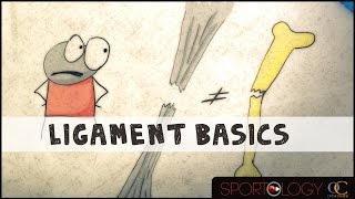 Ligament Basics  Science Explained [upl. by Euhsoj]