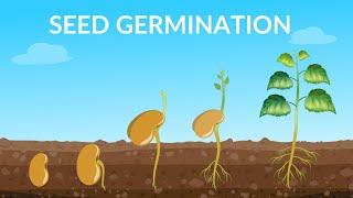 Seed Germination  How Does A Seed Become A Plant [upl. by Leno]