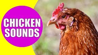 CHICKEN SOUNDS for Kids  Learn Clucking Sound Effects of Chickens and Hens [upl. by Magdau955]