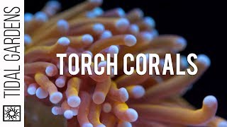 Torch Coral Care Tips [upl. by Dihaz]