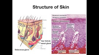 Structure of skin [upl. by Nehpets579]