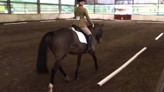 Introductory A 2008 Dressage Test at Oswestry Equestrian Centre [upl. by Zulaledairam698]