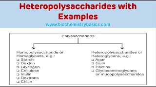 Heteropolysaccharides With Examples  Glycosaminoglycans Biochemistry [upl. by Eleumas]