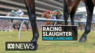 Youre going to die you maggot Abattoir investigated after racehorse cruelty  ABC News [upl. by Green]