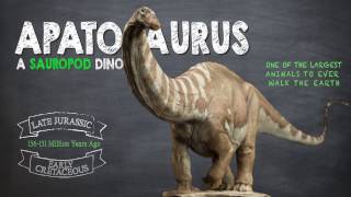 Apatosaurus Facts A Dinosaur Facts video about the enormous Apatosaurus also known as Brontosaurus [upl. by Eli]