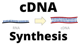 cDNA Synthesis Protocol by Reverse Transcription [upl. by Yleen]