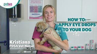 How To Apply Eye Drops To Your Dog PDSA Petwise Pet Health Hub [upl. by Sheilah356]