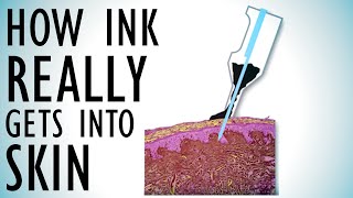 How Ink REALLY Gets Into Skin Tattoo Physics Part 1  Tattoo Overview  Episode 8 [upl. by Bough]