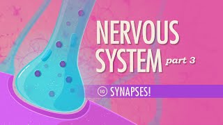 The Nervous System Part 3  Synapses Crash Course Anatomy amp Physiology 10 [upl. by Priscilla699]