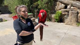 Home Safari – Fiesta the Macaw – Cincinnati Zoo [upl. by Baillie]