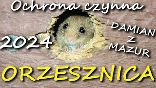 ORZESZNICA  Hazel Dormouse 2024 [upl. by Akram]