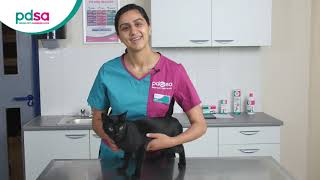 How To Apply A Spot On Flea Treatment For Your Cat PDSA Petwise Pet Health Hub [upl. by Htabmas]