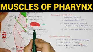 Muscles of Pharynx  Pharynx Anatomy 34 [upl. by Ledba]