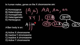 Definition of Homozygous Heterozygous Hemizygous [upl. by Bronnie33]