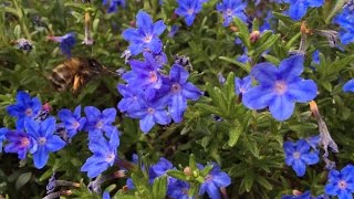 Lithodora diffusa Bumblebees favorite [upl. by Fokos]