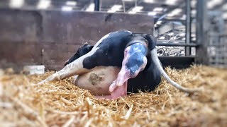 COW GIVING BIRTH  The Hoof GP [upl. by Laenahtan]