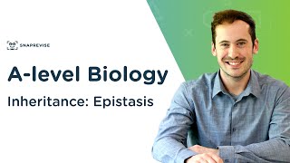 Inheritance Epistasis  Alevel Biology  OCR AQA Edexcel [upl. by Saltsman]