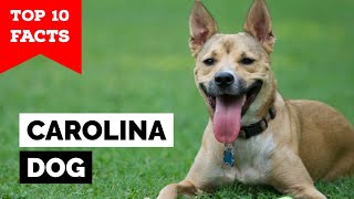 Carolina Dog  Top 10 Facts [upl. by Elimac]