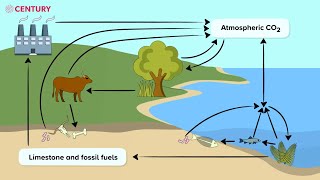 The Carbon Cycle  KS3 Science [upl. by Eddy852]