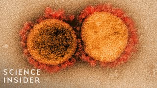 How Viruses Like The Coronavirus Mutate [upl. by Eibreh988]