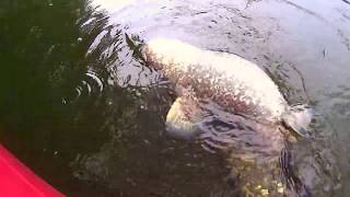 Big Catfish devours Duck [upl. by Dolores811]