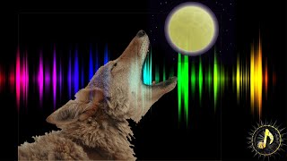 Coyote Howling Sound Effect [upl. by Annor]