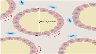 Thyroid Part 1  Thyroid Gland Structure and Calcitonin [upl. by Llerret]