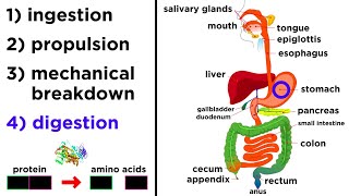 The Digestive System [upl. by Adliw]