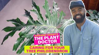 How to Care for Your Tree Philodendron  The Plant Doctor  Apartment Therapy [upl. by Litsyrk]