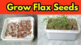 Grow Flax Seeds  Microgreens [upl. by Eecram]