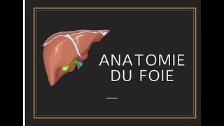 Anatomie du foie [upl. by Bigford]