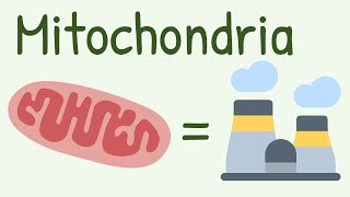 Mitochondria Structure amp Functions [upl. by Nester]